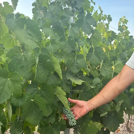 Bosco Elda * San Giovanni Rotondo