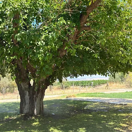 Bosco Elda Gospodarstwo agroturystyczne San Giovanni Rotondo